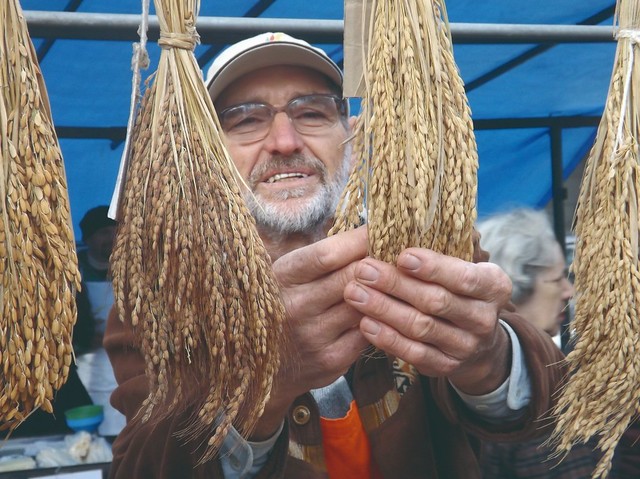  Juarez Antonio Felipe Perreira cultiva sementes de arroz crioulo em Barra do Ribeiro - CrÃ©ditos: Foto: Leandro Molina