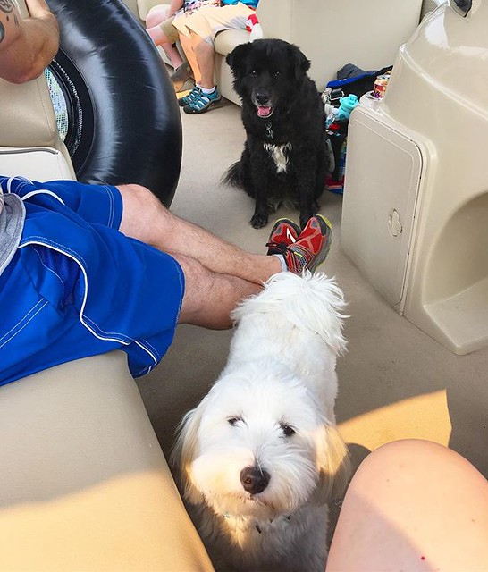 Boat dogs. ⛵