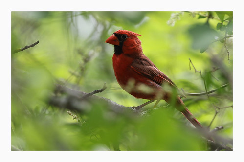 america northerncardinal cardinaliscardinalis bird red redbird clearcreek texas canon wild nature leaves foliage tree branch canon7dii canon100400ii