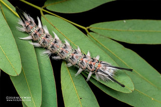 Caterpillar - DSC_3830