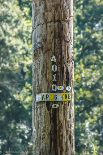 carverscreek northcarolina outdoors day wilderness telephone pole wood