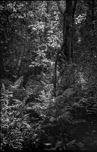 woods forest light flickering trail fortpoint saintgeorge maine leicac1 35mm 35mmfilm film compactcamera pointandshoot blackandwhite monochrome monochromatic landscape