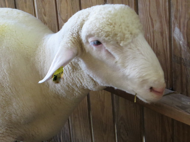 Sheep with Straw