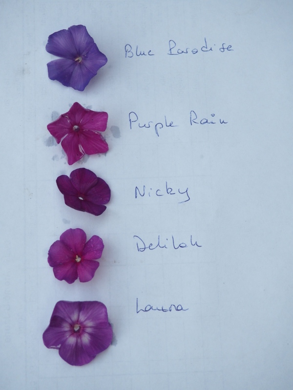 Comparaison des Phlox paniculata rouges et Blue Flame/Light Blue Flame (et autres) 43206864694_9895c3a8d1_o