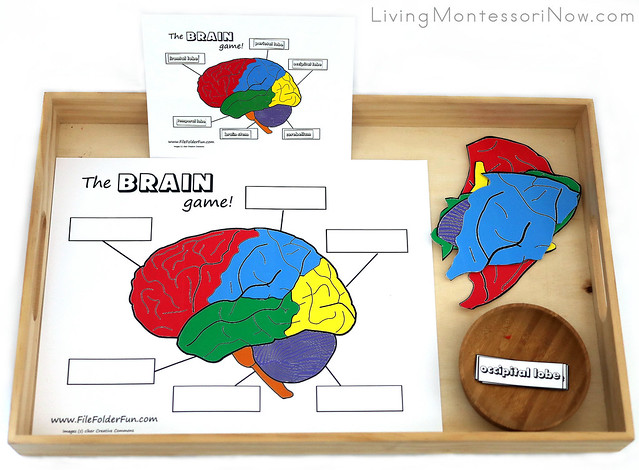Tray with Parts of the Brain Puzzle and Labeling