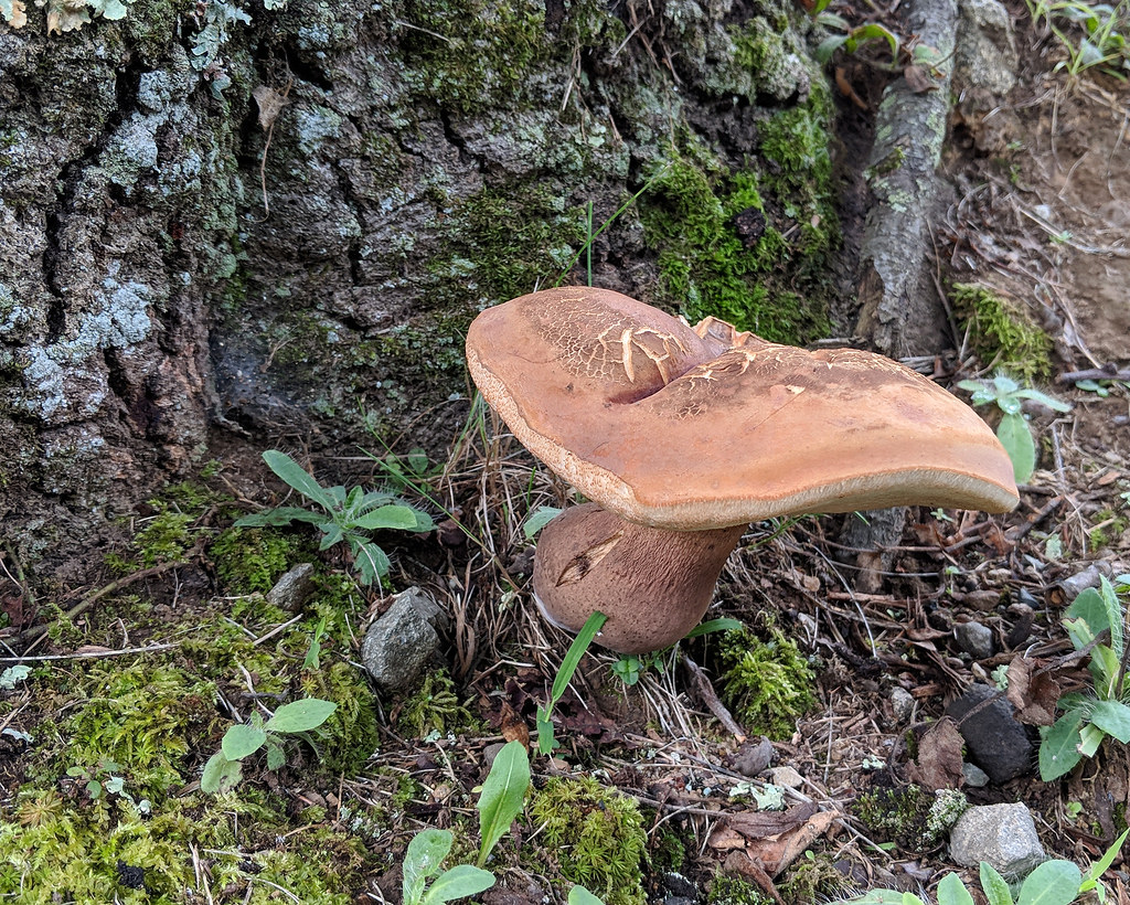 mushroom5