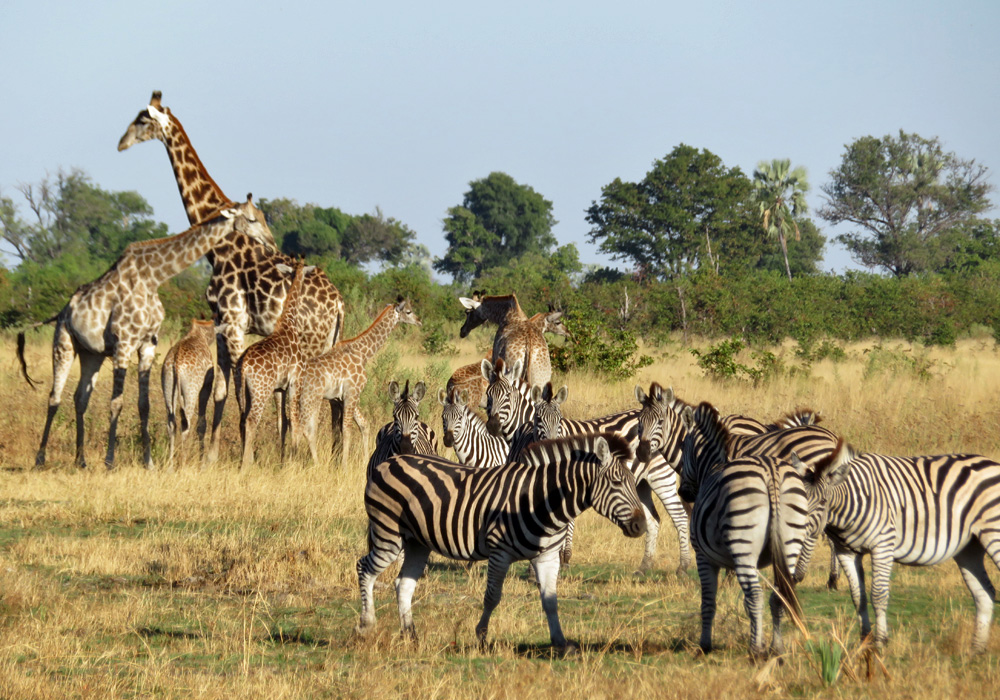 botswana-safari-review packing list