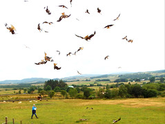 Feeding time for the red Kites