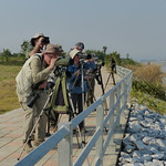 birding-at-the-mekong