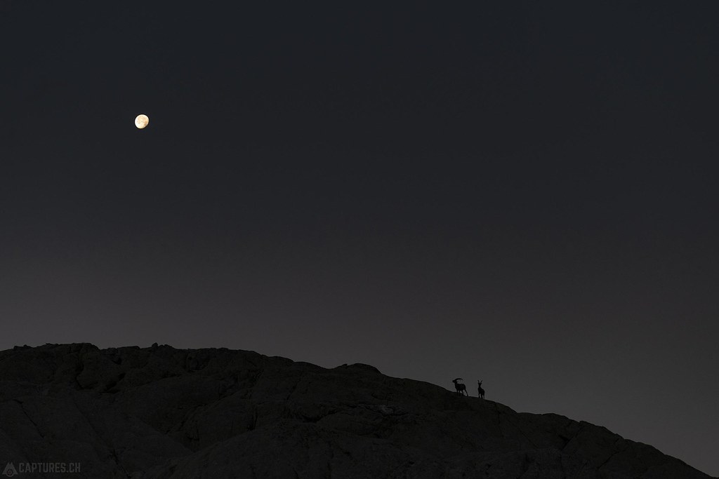 Ibex and the moon - Cadlimo