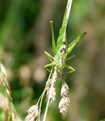 Great Green Bush-cricket (Tettigonia viridissima) male