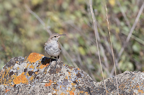 cutbank montana unitedstates rockwren salpinctesobsoletus bird