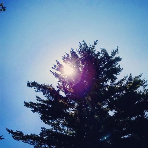 Sun through tree #trees #nature #KnoxFarm #eastaurora #wny #summer