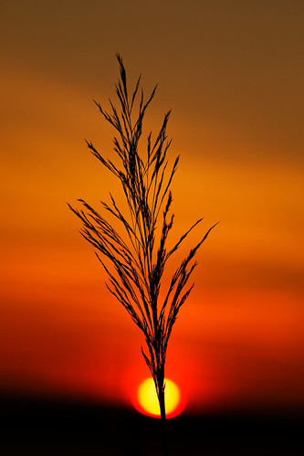 silhouette nature outdoors reed dawn daybreak sunrise sunlight sun riverbank humberestuary northlincolnshire orangeskies sky eos5dmkiv sp70200mmf28 poaceae plantlife canon 2018