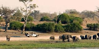BOTSWANA, ZIMBABWE Y CATARATAS VICTORIA: Tras la Senda de los Elefantes - Blogs de Africa Sur - Parques Nacionales y reservas de Botswana: resumen y datos varios (18)