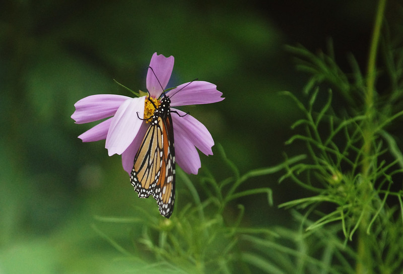 garden butterfly05