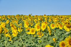 Field of sunflowers - Photo of Seynes