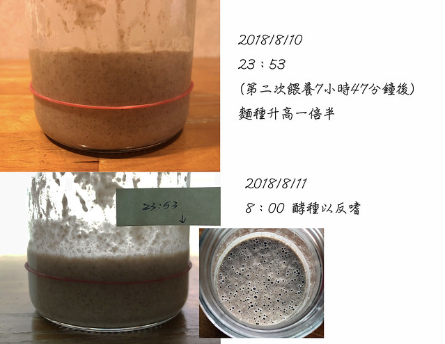 無花果酵母種C