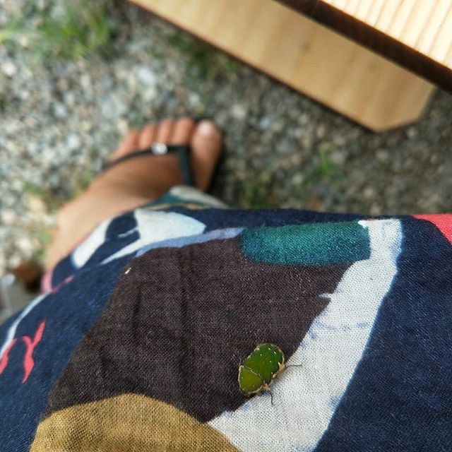 20180819 可愛的小金龜(？) 它停在我褲子上 我將它輕輕放回地上 它又飛來找我 來來回回五次 偏愛藍色區域 #歐北露 #campinglife #ilovecamping