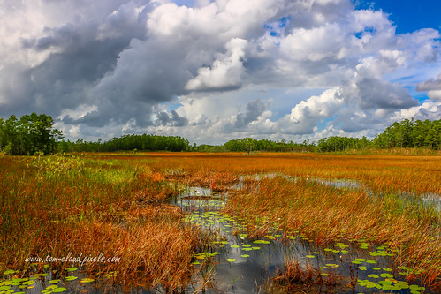 marsh sky bluesky weather clouds cloudy hover hovering landscape nature mothernature outdoors grass trees water lilypads grassywaters preserve grassywaterspreserve westpalmbeach florida usa