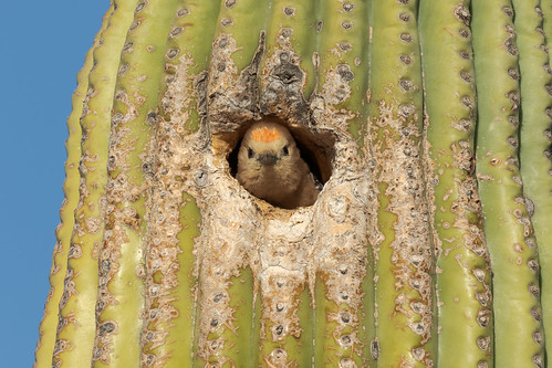 gilawoodpecker bird hole nest cactus saguaro offmaptrail brownsranch mcdowellsonoranpreserve scottsdale arizona desert sonorandesert