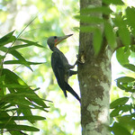 great-slaty-woodpecker