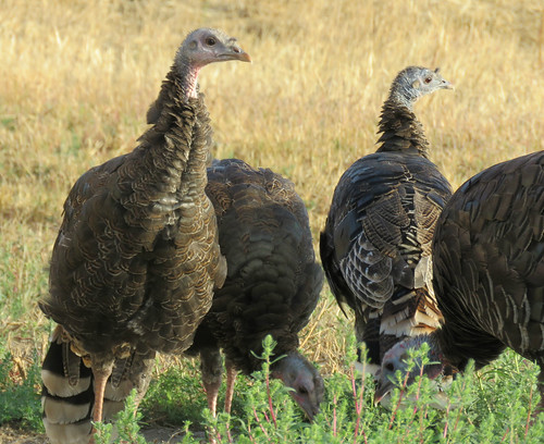 smalltown highplains haigler nebraska wildlife turkeys