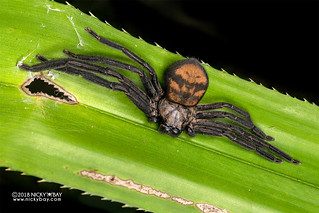 Huntsman spider (Damastes sp.) - DSC_9497