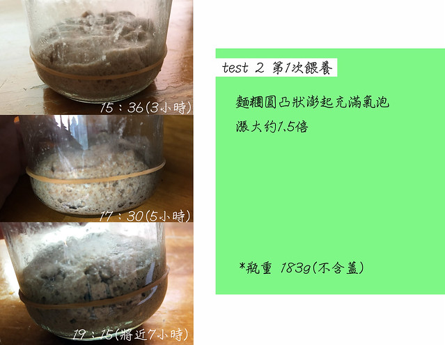 無花果酵母種test2a