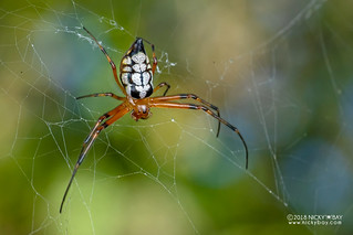 Black-spotted silver marsh spider (Leucauge medjensis) - DSC_4183