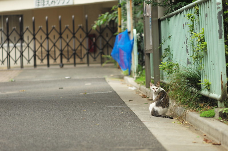 Leica Q上池袋一丁目児童遊園の猫 白キジ