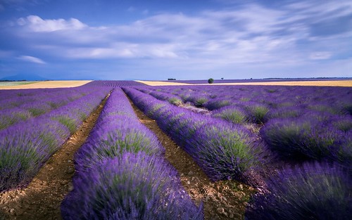 canoneos7d countryside hills mountains nature darblanc darblancphotography photography xavdarblanc xavdarblancphotography photo coloursshapesandmoods spring colour series daytime night sunrise artphoto longexposure clear clouds landscape lavender flowers france frenchalps provence alpesdehauteprovence valensole plateaudevalensole