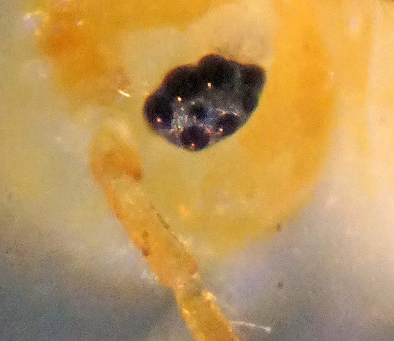 Ocelli - Deuterosminthurus bicinctus