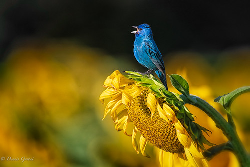 mckeebeshers action background bird indigobunting maryland summer sunflowers sunrise wildlife poolesville unitedstates us