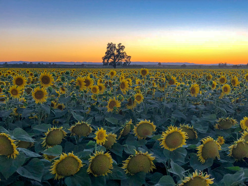 shotoniphone sunflowers landscape focusstacking sunflowerfields iphone yolocounty iphonex woodland summer sunset