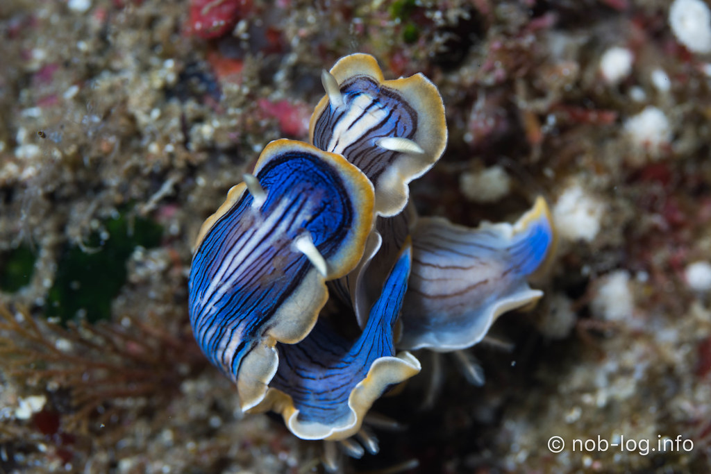 コンガスリウミウシ