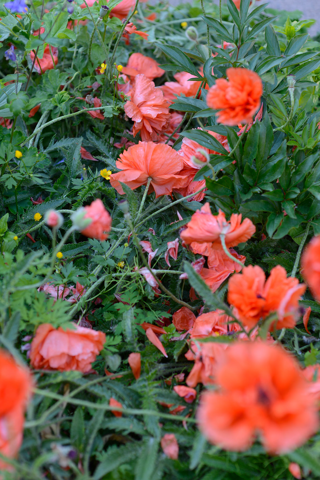 Poppies before flower support