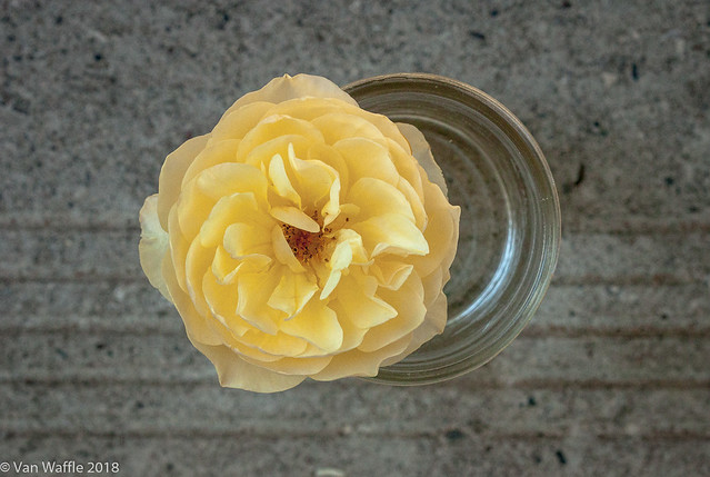 'Abraham Darby' rose