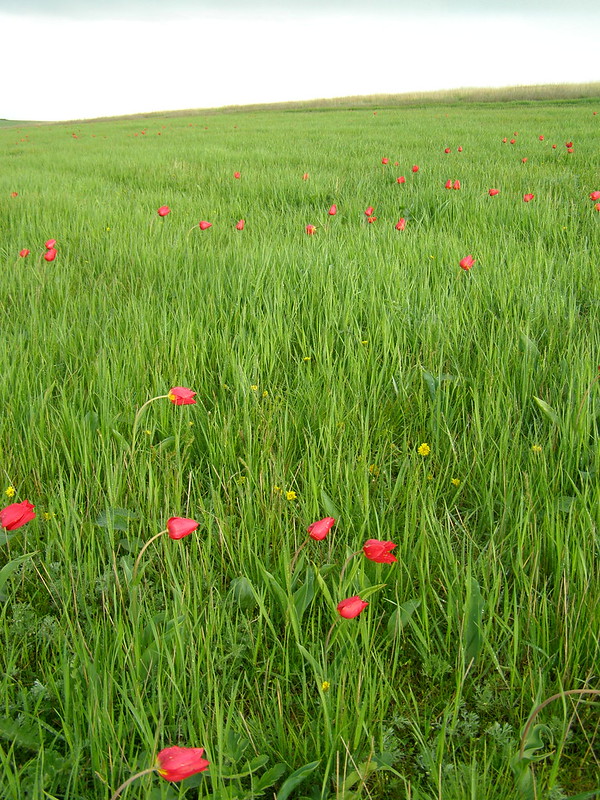 Цветение тюльпанов в Калмыкии калмыкия