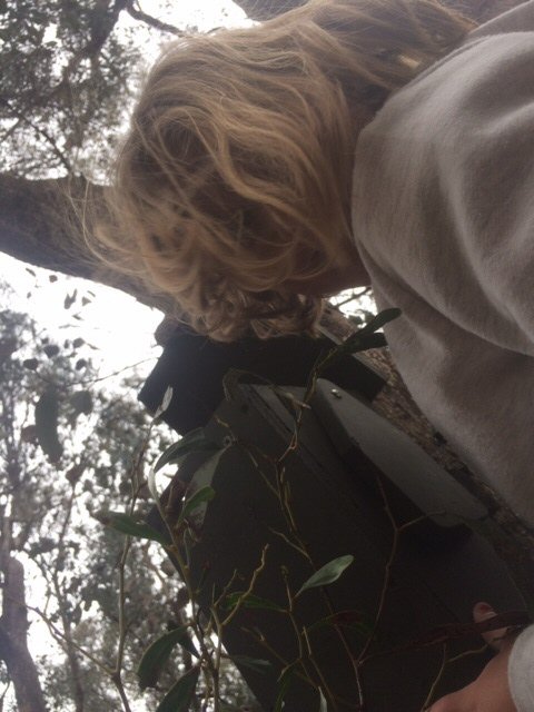 Claire inspecting a nest box