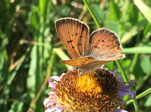 butterfly mariposa moffatcounty colorado christiannunes wildlife