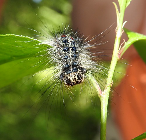 Gypsy Moth caterpillar