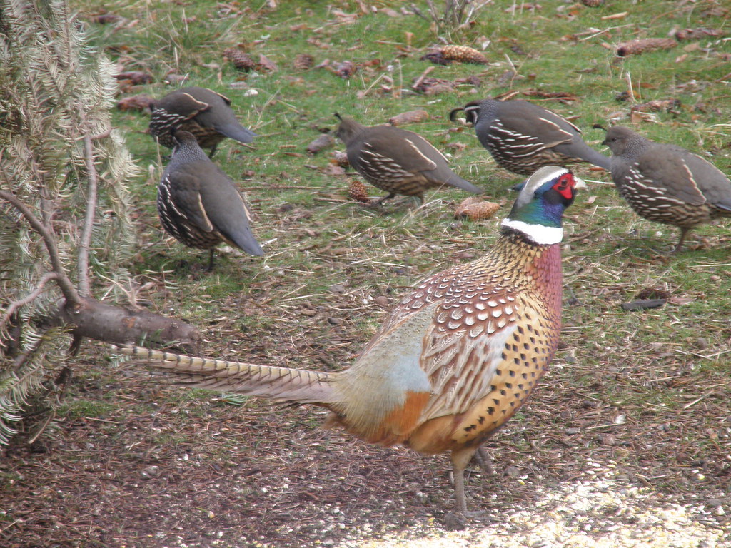 P1316039   ring-necked pheasant / ca quail