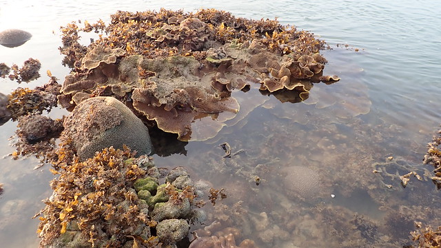 Various corals and marine life at Terumbu Bemban