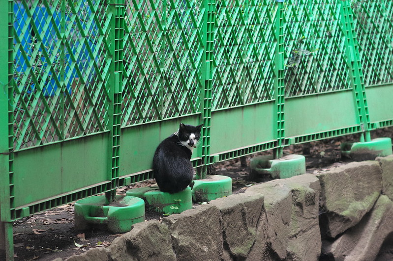 Leica Q東池袋中央公園の猫 黒白