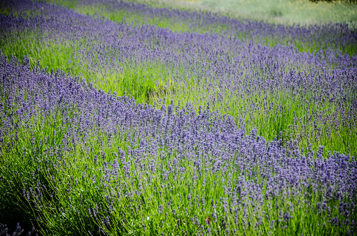 Purple Haze Lavender Farm-007