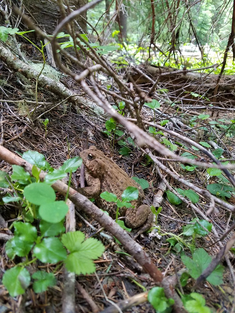 Cascade toad