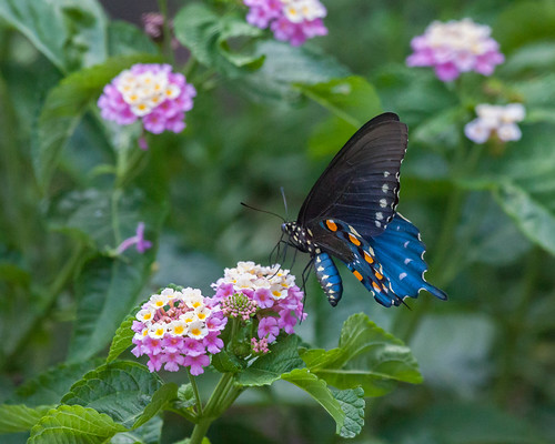Pipevine Swallowtail Butterfly on Lantana