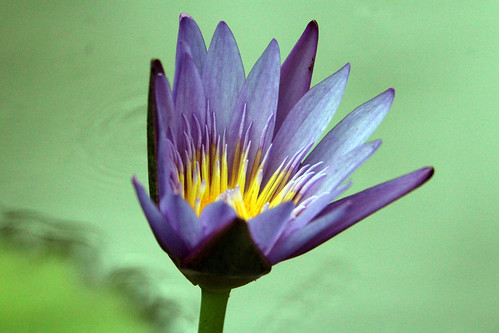 lotus water lily nymphaea nouchali blue yellow green