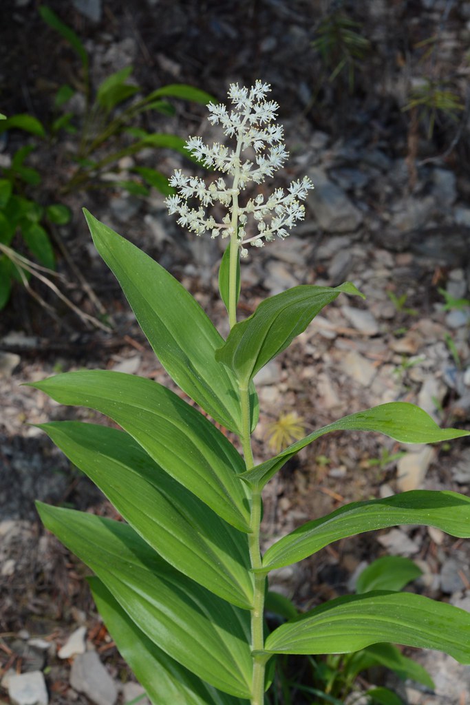 Feathery false lily-of-the-valley, Plumed solomon's seal